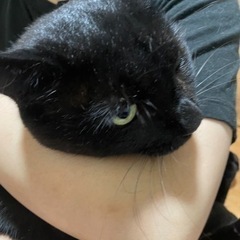 保護猫さんにキャットタワーなどご支援お願いします。