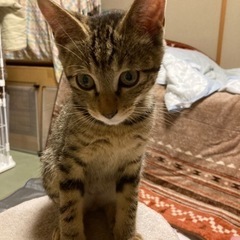 里親さんが決まりました　超❤️甘えん坊のキジトラくん