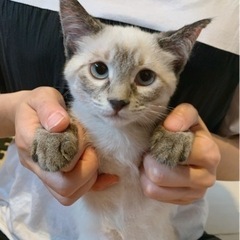 しっぽでふりふり挨拶が得意なまなちゃん