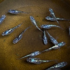 メダカ　白ブチラメ幹之サファイア系　の画像