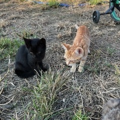三兄弟の野良猫ちゃんです。茶トラメス猫ちゃん1匹ご家族決定しました - 猫