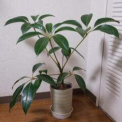 ツピダンサスの画像