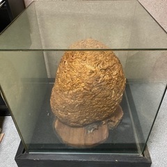 蜂の巣あげますの画像
