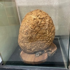 蜂の巣あげます