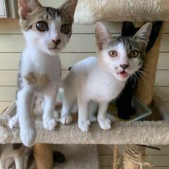 雄二匹になりました。どのこか迎えて下さる方いませんか？