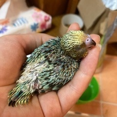 【譲渡完了いたしました】セキセイインコ　雛