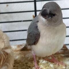 セキセイインコ、コキンチョウブルー　キンカチョウ販売しています - ペット