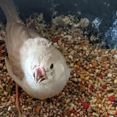 セキセイインコ、コキンチョウブルー　キンカチョウ販売しています − 福岡県