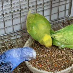 セキセイインコ、コキンチョウブルー　キンカチョウ販売しています - 直方市
