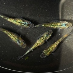 めだか　サボラメイエロー　卵30＋α