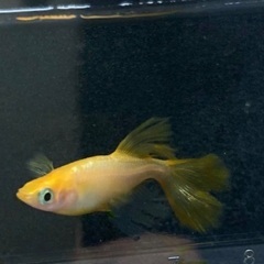 メダカの稚魚差し上げます