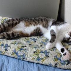 猫カフェ　キャンピングカー　訪問 - 手伝いたい/助けたい