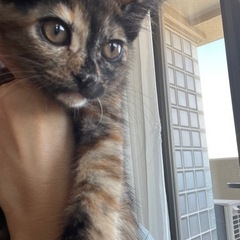 さびねこさん　1か月半