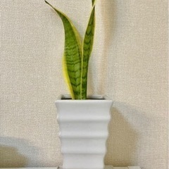 鉢植え