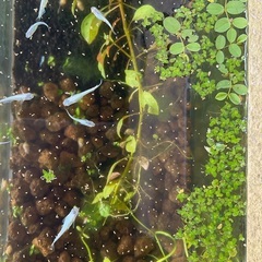 金魚鉢　メダカ鉢＋メダカ　極龍　緑光　みゆき　どれでも合わせて10匹　水草セットで1000円の画像