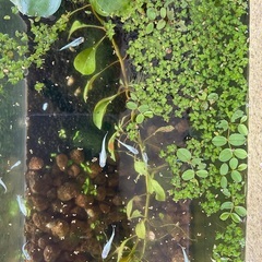 金魚鉢　メダカ鉢＋メダカ　極龍　緑光　みゆき　どれでも合わせて10匹　水草セットで1000円の画像