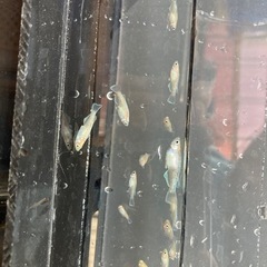 鱗光紅白　1匹　100円の画像