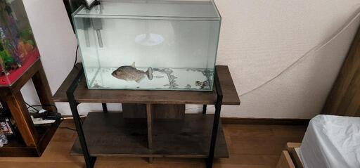 60 ADA 水槽
