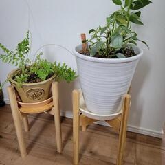 お取引中【すぐ飾れる！】おしゃれ観葉植物２つ+スタンドセット