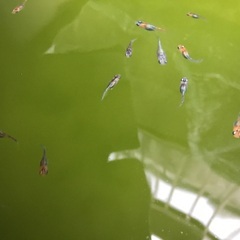 メダカ　宮桜の選外幼魚10匹＋α