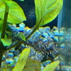 マーブルセルフィンプレコ2匹の画像