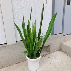 取引中【受け皿付き】〜8/29まで！観葉植物　サンスベリアの画像