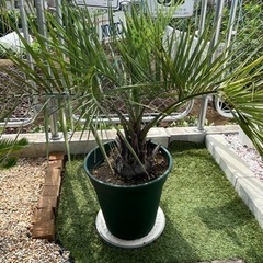 値下げ可能】ココスヤシ