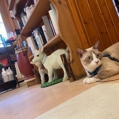 初開催🔰飼い猫オフ会😺＆選べる物々交換会★同時開催