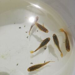 メダカ鳳凰改　成魚産卵中　写真の6尾の画像