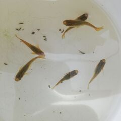 メダカ鳳凰改　成魚産卵中　写真の6尾