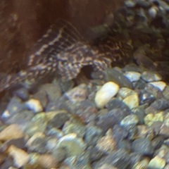 マーブルセルフィンプレコ2匹の画像