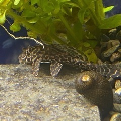 マーブルセルフィンプレコ2匹の画像