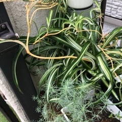 植物　オリヅルラン　ポニー🍀子供の画像