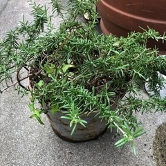 植物　ローズマリー　鉢付き　もしかしたらネジバナも
