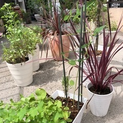 植物　レア　アメリカデイゴ　マーガレット
