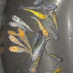 【お話中】メダカ色々品種　20匹程＋ホテイアオイなど水草