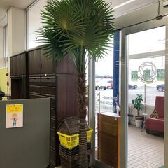 観葉植物 ② ※当店管理番号：65040