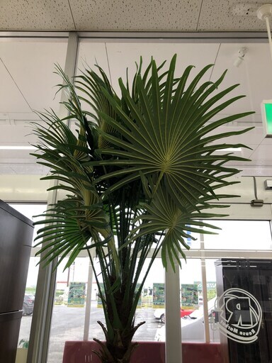 観葉植物 ② ※当店管理番号：65040