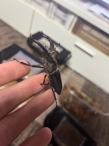 【取引中】ミヤマクワガタ　♂5匹60〜68mm +♀数匹
