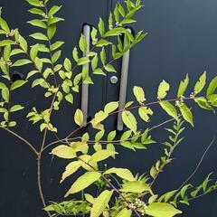 紫式部　植木　ガーデニング　庭　オブジェの画像