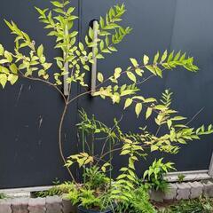 紫式部　植木　ガーデニング　庭　オブジェの画像