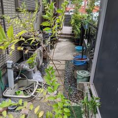 紫式部　植木　ガーデニング　庭　オブジェの画像