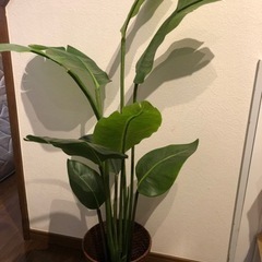 造花　ストレリチア