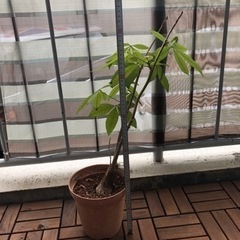 観葉植物　譲り先決定済