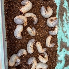 カブトムシの幼虫