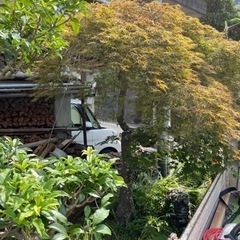 レンタン　七輪　南天　紅葉　ツツジ　さるすべり　庭木　盆栽の画像