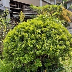レンタン　七輪　南天　紅葉　ツツジ　さるすべり　庭木　盆栽の画像