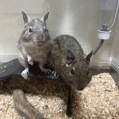 デグー雌2匹