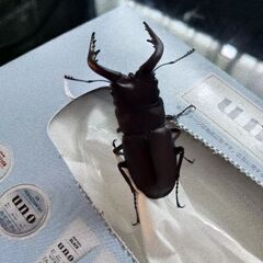 ノコギリクワガタ・♂