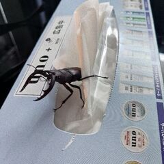 ノコギリクワガタ・♂の画像